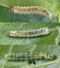 Attēlu rezultāti vaicājumam “Proutia betulina larva”