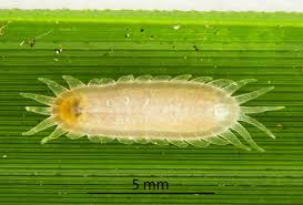 Attēlu rezultāti vaicājumam “Cribraria martinii”