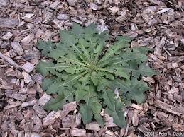 Attēlu rezultāti vaicājumam “Crepis tectorum fruit”