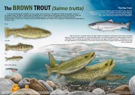 Image result for Salmo trutta