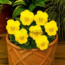 Image result for Viola cornuta