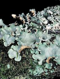 Attēlu rezultāti vaicājumam “Cetrelia sp.”