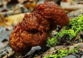 Attēlu rezultāti vaicājumam “Gyromitra esculenta”