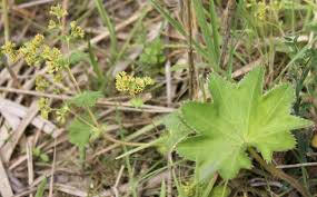 Attēlu rezultāti vaicājumam “Alchemilla subcrenata”
