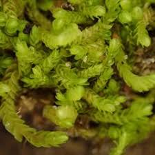 Attēlu rezultāti vaicājumam “Nardia scalaris”