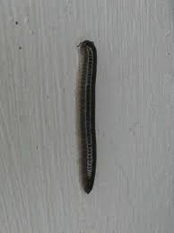 Attēlu rezultāti vaicājumam “Diplopoda”