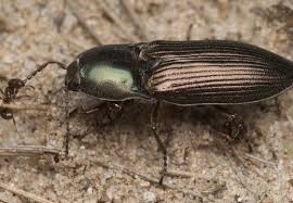 Attēlu rezultāti vaicājumam “Selatosomus aeneus”