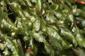 Attēlu rezultāti vaicājumam “Homalia trichomanoides”