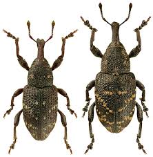 Attēlu rezultāti vaicājumam “Hylobius abietis”