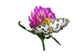 Attēlu rezultāti vaicājumam “Anania hortulata”