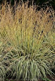 Attēlu rezultāti vaicājumam “Molinia caerulea fruit”