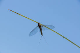 Attēlu rezultāti vaicājumam “Siphlonurus”