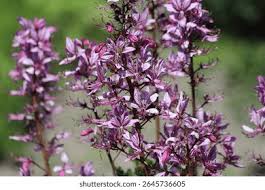 Image result for Diptam