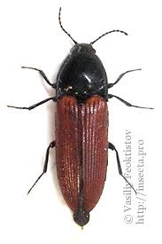 Attēlu rezultāti vaicājumam “Ampedus pomorum”