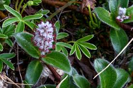 Attēlu rezultāti vaicājumam “Salix myrsinifolia male flower”