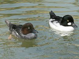 Attēlu rezultāti vaicājumam “Bucephala clangula juvenile”