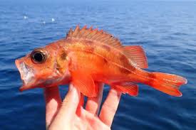 Image result for Sebastes fasciatus