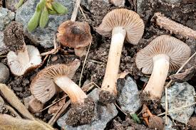 Attēlu rezultāti vaicājumam “Lycogala roseosporum sessile”