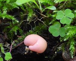 Attēlu rezultāti vaicājumam “Lycogala cf. fossiculatum”