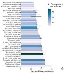 Image result for Acroteriobatus blochii