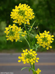 Attēlu rezultāti vaicājumam “Sisymbrium loeselii”