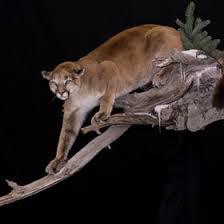 Image result for Craigmount Cougars