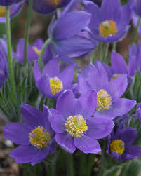 Attēlu rezultāti vaicājumam “Pulsatilla patens”