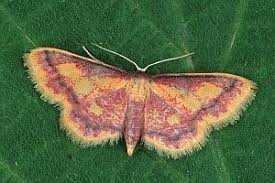 Attēlu rezultāti vaicājumam “Idaea muricata”