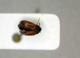 Attēlu rezultāti vaicājumam “Attagenus smirnovi”