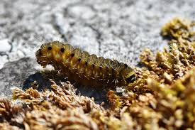Attēlu rezultāti vaicājumam “Diloba caeruleocephala larva”