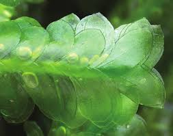 Attēlu rezultāti vaicājumam “Homalia trichomanoides sporophyte”