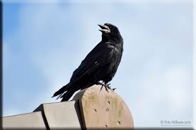 Attēlu rezultāti vaicājumam “Corvus frugilegus adult”