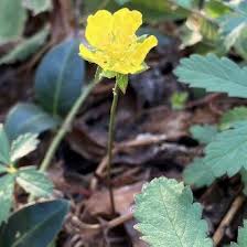 Attēlu rezultāti vaicājumam “Potentilla reptans bud”