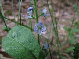 Attēlu rezultāti vaicājumam “Veronica officinalis fruit”