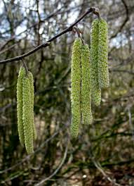 Attēlu rezultāti vaicājumam “Corylus avellana female flower”