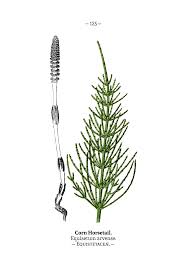 Attēlu rezultāti vaicājumam “Equisetum arvense”