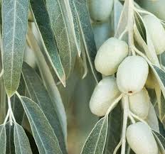 Attēlu rezultāti vaicājumam “Poa angustifolia fruit”