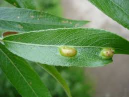 Attēlu rezultāti vaicājumam “Pontania proxima”