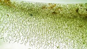 Attēlu rezultāti vaicājumam “Nostoc pruniforme”