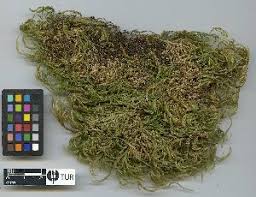 Attēlu rezultāti vaicājumam “Isothecium alopecuroides”