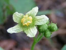 Attēlu rezultāti vaicājumam “Bryonia alba fruit”