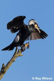 Attēlu rezultāti vaicājumam “Phalacrocorax carbo adult”