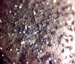 Attēlu rezultāti vaicājumam “Lycogala convexum macro”