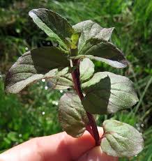 Attēlu rezultāti vaicājumam “Oenothera rubricauli leaf”