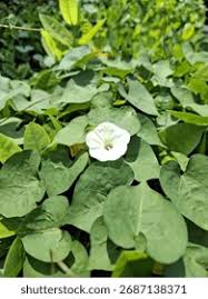 Attēlu rezultāti vaicājumam “Calystegia sepium leaf”