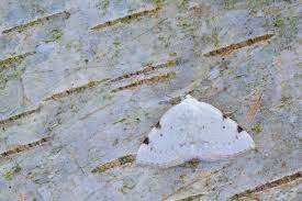 Attēlu rezultāti vaicājumam “Lomographa bimaculata”