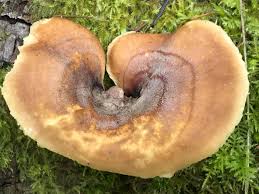 Attēlu rezultāti vaicājumam “Polyporus varius”