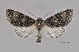 Attēlu rezultāti vaicājumam “Acronicta megacephala”