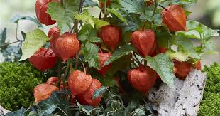 Image result for Lampionblume