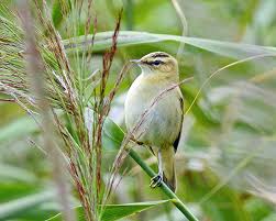 Attēlu rezultāti vaicājumam “Acrocephalus schoenobaenus adult”